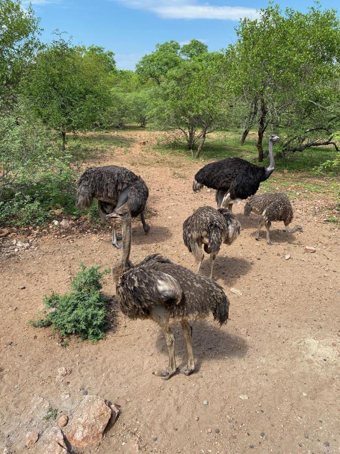 Willa Birdsong Kruger Marloth Park Zewnętrze zdjęcie