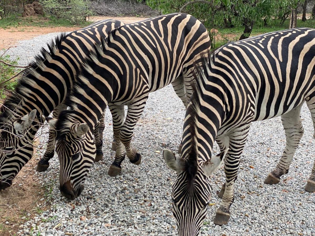 Willa Birdsong Kruger Marloth Park Zewnętrze zdjęcie