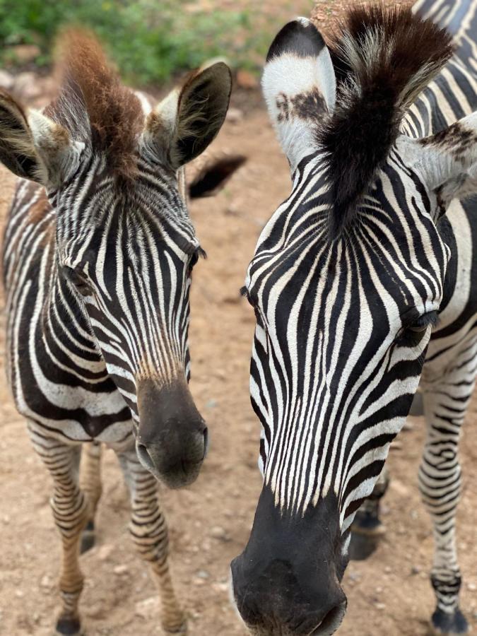 Willa Birdsong Kruger Marloth Park Zewnętrze zdjęcie