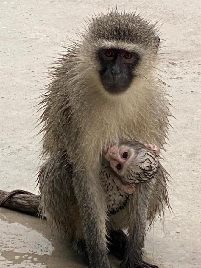 Willa Birdsong Kruger Marloth Park Zewnętrze zdjęcie