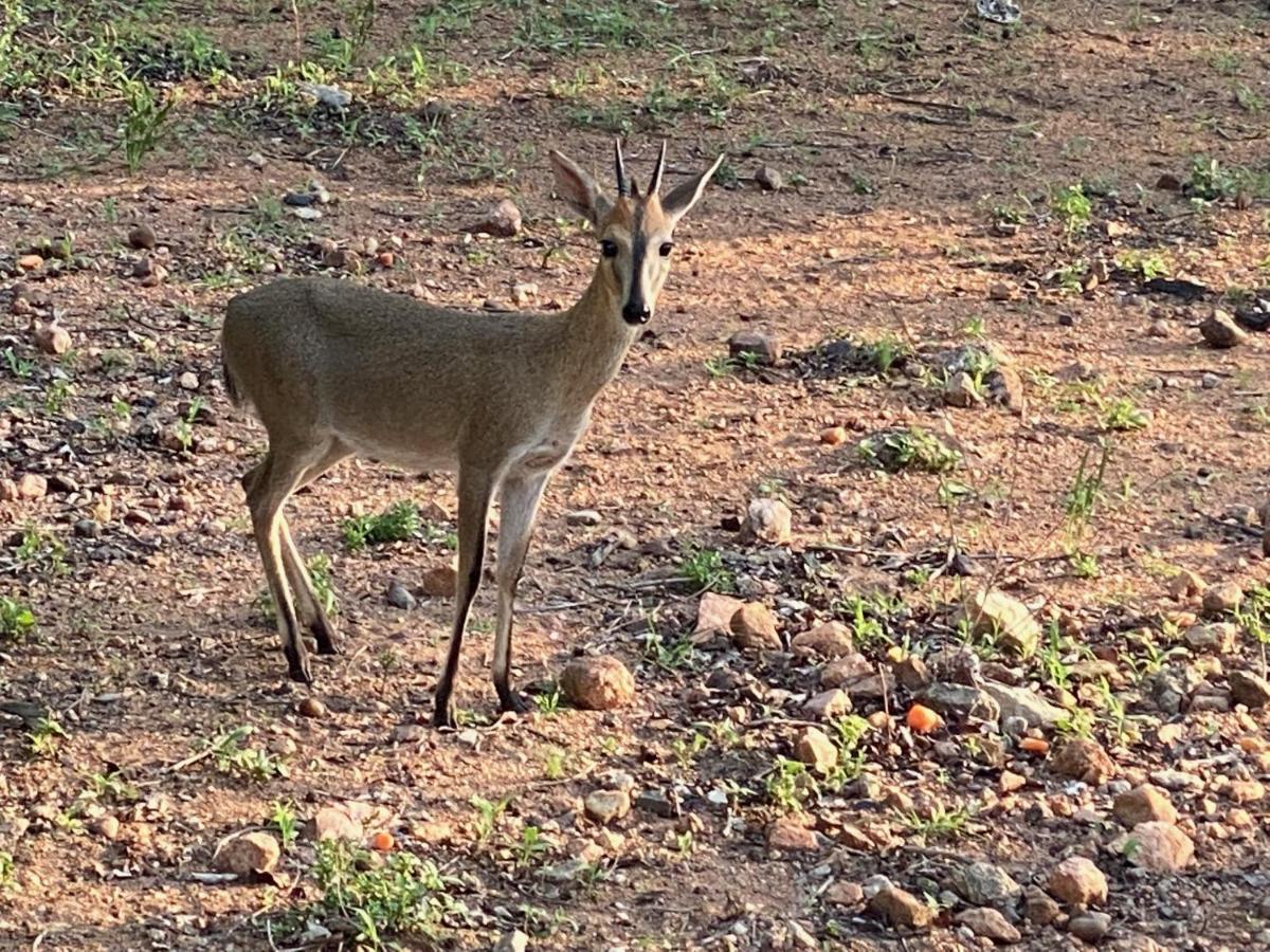 Willa Birdsong Kruger Marloth Park Zewnętrze zdjęcie